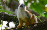 Squirrel Monkey 0215-6j Osa