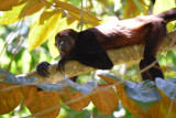 Mantled Howler Monkey 1115-4j.jpg