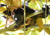 Mantled Howler Monkey 1115-1j.jpg