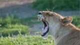 Female Lion