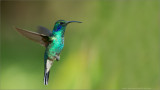 Green Violetear in Flight