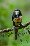 Collared Aracari
