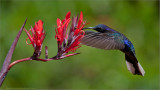 Violet Sabrewing in Flight