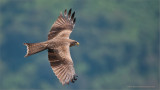 Yellow-billed Kite