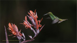 Coppery-headed Emerald
