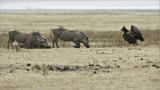 Martial Eagle and Warthogs - Tanzania