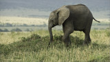 Elephant in the Serengeti