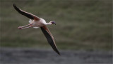 Flamingo in Flight