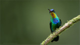Firey-throated Hummingbird