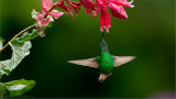 Coppery-headed Emerald in Flight