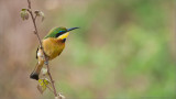Little Bee-eater