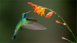 Green Violetear in Flight