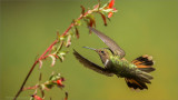 Scintillant Hummingbird
