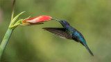 Violet Sabrewing in Flight