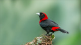 Crimson Collared Tanager