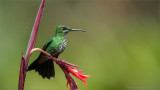 Green Crowned Brilliant