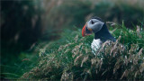 Atlantic Puffin