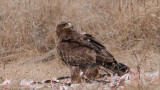 Tawny Eagle