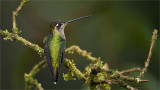 Magnificent Hummingbird