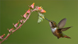Volcano Hummingbird