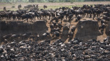 Wildebeest Migration