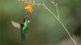 Fiery-throated Hummingbird in Flight