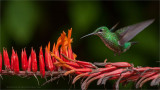 Green-crowned Brilliant in Flight