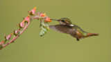 Volcano Hummingbird in Flight