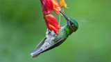 Green-crowned Brilliant