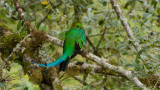 Resplendent Quetzal