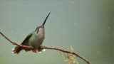 Female Magnificent Hummingbird