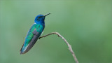 White-necked jacobin