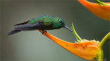 Green-crowned Brilliant