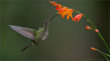 Magnificent Hummingbird in Flight