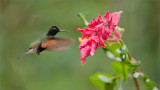 Black-bellied Hummingbird