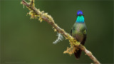 Magnificent Hummingbird