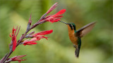 Purple-throated Mountain Gem