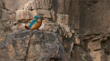Common Kingfisher