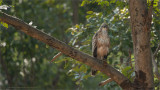 Changeable Hawk Eagle