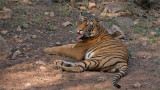 Royal Bengal Tiger