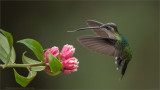 Female Magnificent Hummingbird