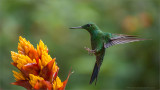 Green-crowned Brilliant
