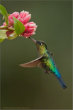 Fiery-throated Hummingbird