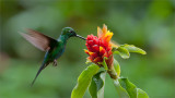 Green-crowned Brilliant Male in Flight