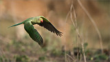 Rose-ringed parakeet