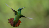 Green-breasted Mango