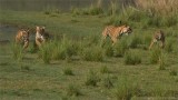 4 Tigers on the Run