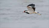 Red-wattled Lapwing