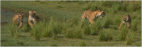 Tiger Family on the Run