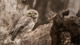Spotted Owl